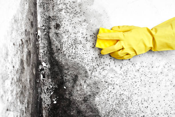 Best Environmental Consulting for Mold Prevention  in Loudonville, OH