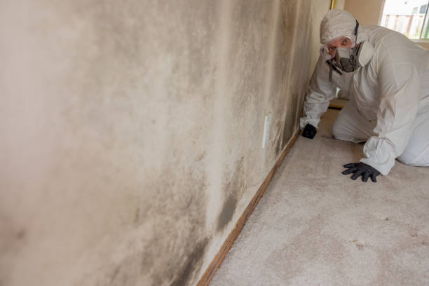 Best Industrial Mold Remediation  in Loudonville, OH